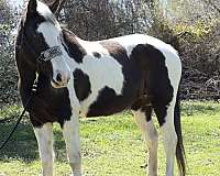 for-beginners-pinto-horse
