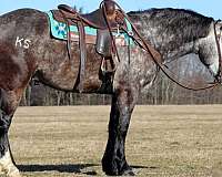 all-around-trail-riding-draft-horse