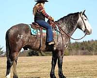 grey-all-around-trail-riding-horse