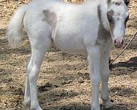 cream-gene-miniature-horse