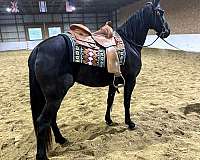 ready-tennessee-walking-horse
