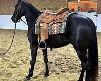 reasonably-priced-tennessee-walking-horse