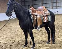 sound-tennessee-walking-horse