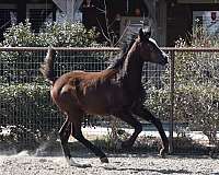 all-around-beginner-arabian-horse