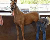 and-easy-to-handle-half-arabian-horse