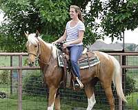 breeding-mare-saddlebred-horse