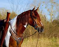 flying-lead-changes-missouri-fox-trotter-horse