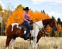 gaited-ponies-for-sale-missouri-fox-trotter-horse