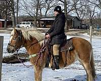 trail-riding-haflinger-horse