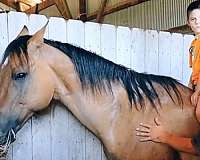 cut-quarter-pony