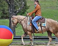 ranch-horse-quarter