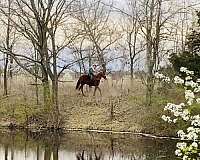 velvet-horse