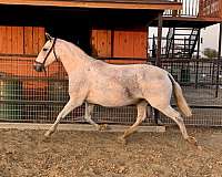 buckskin-palomino-champion-horse