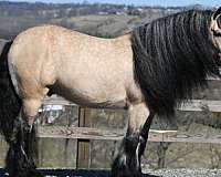 trail-riding-gypsy-vanner-horse