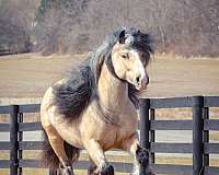 lesson-gypsy-vanner-horse