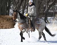 aqha-mare-quarter-horse