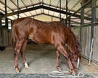 sorrel-quarter-horse-colt