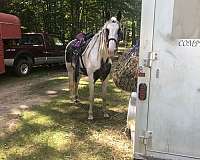 15-hand-tennessee-walking-mare