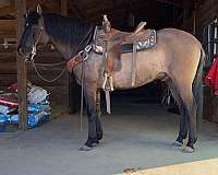 hunter-under-saddle-lusitano-horse