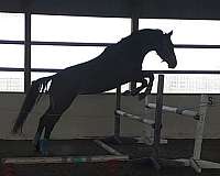 blue-eyed-hanoverian-horse