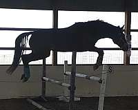 blue-hanoverian-horse