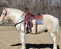 palomino-white-paint-with-a-blaze-horse