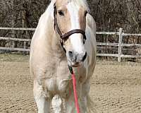 palomino-white-paint-with-a-blaze