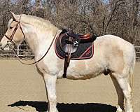 palomino-draft-horse