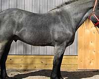 breeding-percheron-horse