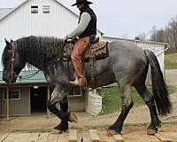 stallion-percheron-horse