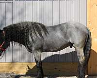 blue-roan-draft-horse
