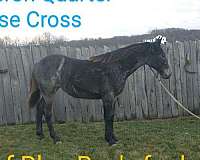 blue-roan-stallion-horse