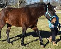 great-manners-trakehner-horse