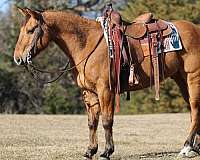dun-gaited-trail-horse
