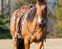 ridden-western-quarter-horse