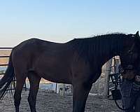 backs-standardbred-horse