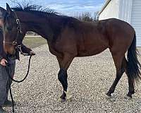 clever-standardbred-horse