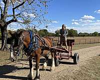 drives-clydesdale-horse