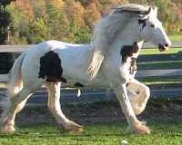 black-white-drum-horse