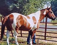 dressage-paint-horse