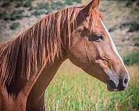 sorrel-blaze-white-rear-sock-horse