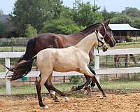 golden-buckskin-andalusian-horse