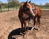 colt-starting-appaloosa-horse