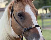 cool-pinto-horse