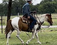 cowboy-pinto-horse