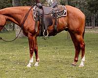 native-costu-paint-horse