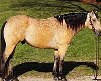 trail-pony