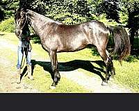 western-dressage-peruvian-paso-horse
