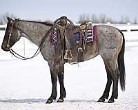 bay-roan-quarter-horse-mare