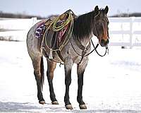 bay-roan-all-around-horse